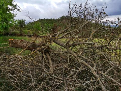 Tree overturned by storm. Stock Photos