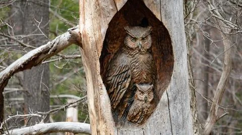 Tree Owl Stock Photos