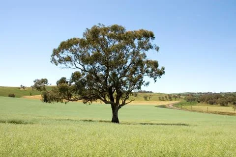 Tree in a paddock Stock Photos