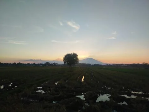 A Tree on the paddy field between mountain. sunset background 스톡 사진