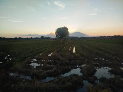 A Tree on the paddy field between mountain. sunset background Stockfoto's