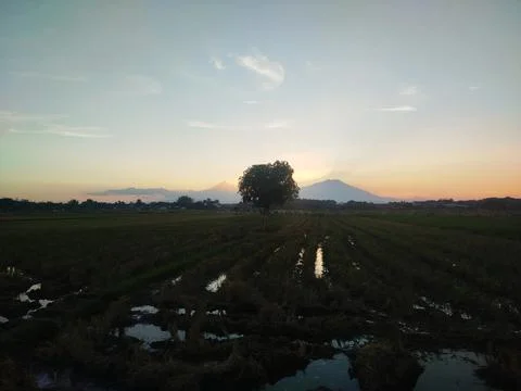 A Tree on the paddy field between mountain. sunset background 스톡 사진