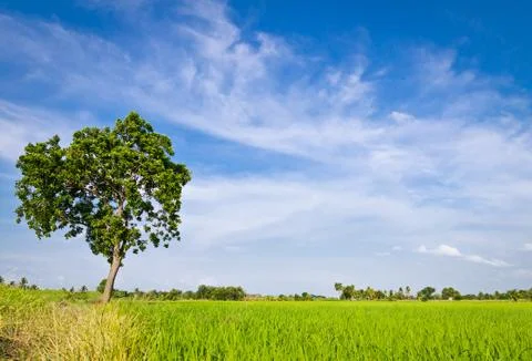 Tree in paddy field Stock Photos