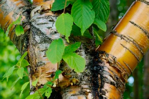 Tree "Padus maackii". It has a beautiful bronze bark. Originally from the Far Stock Photos
