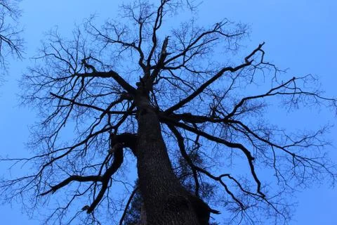 Tree in the palatina forest Stock Photos