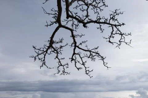 Tree in Palawan Foto stock