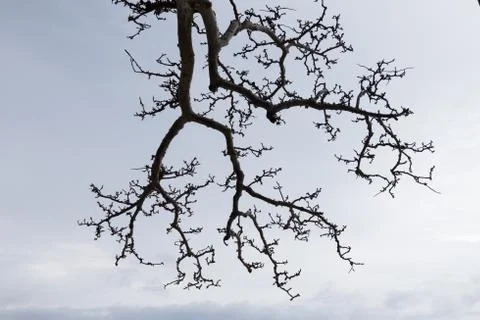 Tree in Palawan Stock Photos