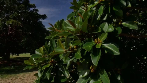 Tree, Palm Beach, Sydney Stock Footage 93355576