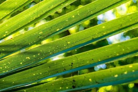 Tree palm leaves Foto stock