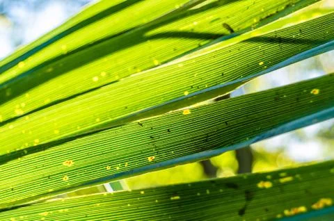 Tree palm leaves Stock Photos