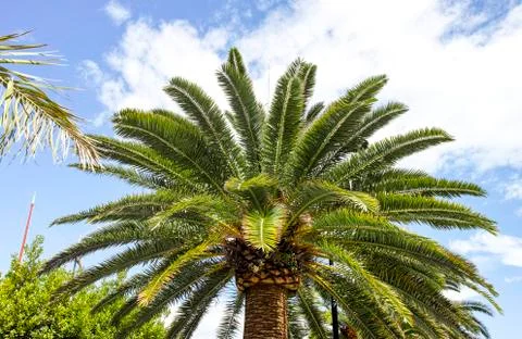 Tree of palm Stock Photos