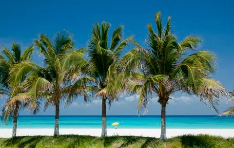 Tree Palms blue sky beack background Fotos de archivo