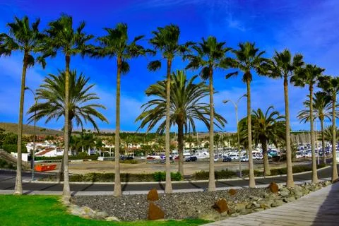 TREE PALMS Stock Photos