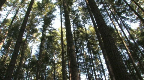 Tree pan 2 Stock Footage 275968