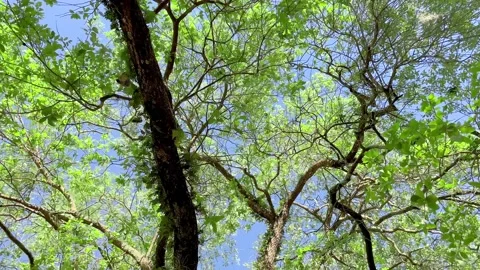 Tree Pan Down Stock Footage 238403781