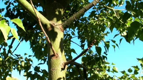 Tree pan up Stock Footage 488843