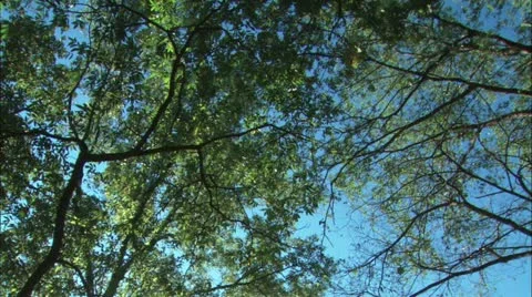 Tree pan Stock Footage 11078999
