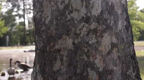 Tree Pan Stock-Footage 39481702