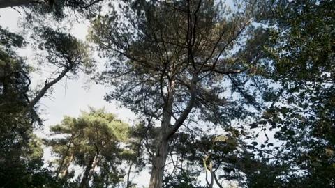 Tree Pan Vídeos de archivo 271544494