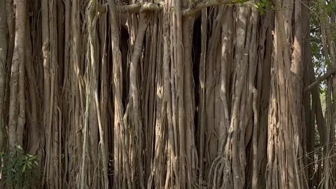TREE PAN LEFT TO RIGHT Stock Footage 270344871