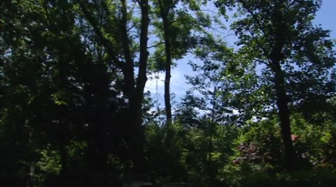Tree + pan Lighthouse Westerlichttoren towering above forest in Haamstede Stock Footage 40476683