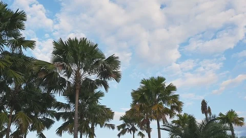 Tree pan movement Stock-Footage 115711031