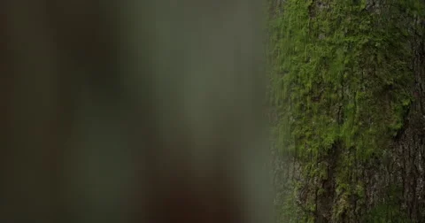 Tree Pan Reveal moss forest California redwood trees mysterious Stock-Footage 67897551
