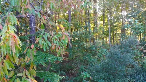 Tree Pan Shot Stock Footage 97297376