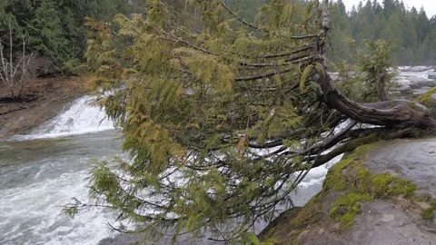 Tree with pan to show waterfall and river with fast current Stock Footage 121697842