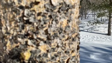 Tree pan to snow covered scene Vídeos de archivo 149545003