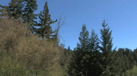 Tree Pan &amp; Tilt Video stock 611569