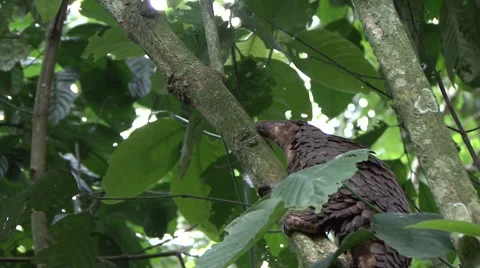 Tree Pangolin climb tree in the rainforests of Central African Republic 2 Stock Footage 54640472
