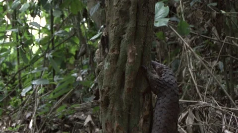 Tree Pangolin climb tree in the rainforests of Central African Republic 3 Stock Footage 54640500