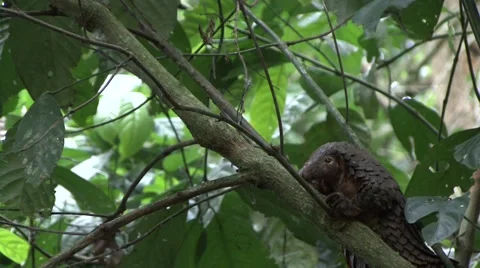 Tree Pangolin climb tree in the rainforests of Central African Republic 10 Stock Footage 54663789
