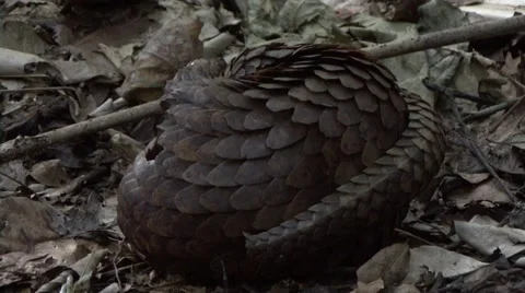Tree Pangolin curled up in a ball in the rainforests of Central African Repub Stock Footage 54663882