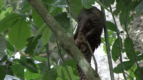 Tree Pangolin resting in tree in the rainforests of Central African Republic Stock Footage 54663962
