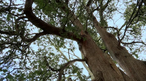 Tree paning shot Stock Footage 38038428