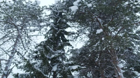 Tree panning Stock Footage 145479397