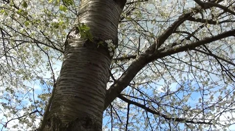 Tree - panning shot Stock Footage 3254689