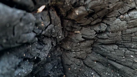 Tree panorama after fire Stock Footage 150202401