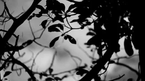Tree pans down to creepy wood chimes Stock Footage 34601767