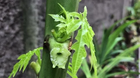 Tree papaya Stock Footage 222036696