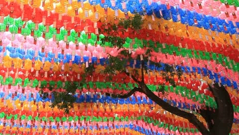 Tree with paper lotus lantern swaying in wind Stock Footage 11240105