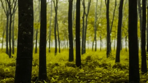 Tree para rubber in forest with mist blurred background Video stock 106125598