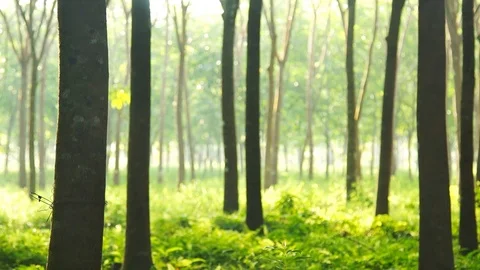 Tree para rubber in forest with mist Video stock 106568812