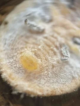 Tree parasite belly Stock Photos
