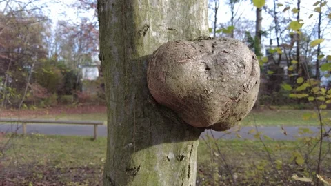Tree Parasite Stock Footage 143714865