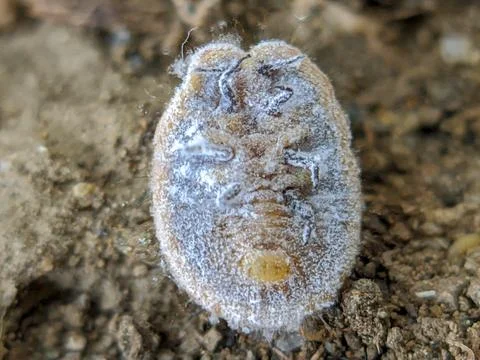 Tree parasite Foto stock