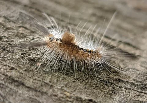 Tree parasite Foto stock