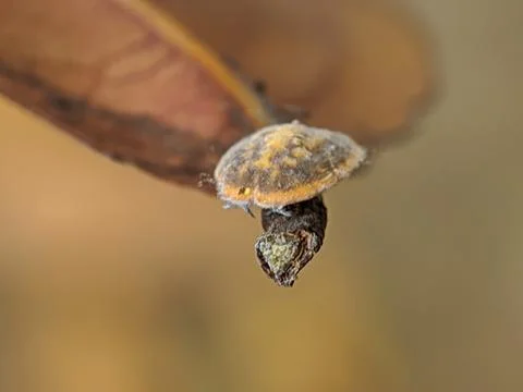 Tree parasite Foto stock